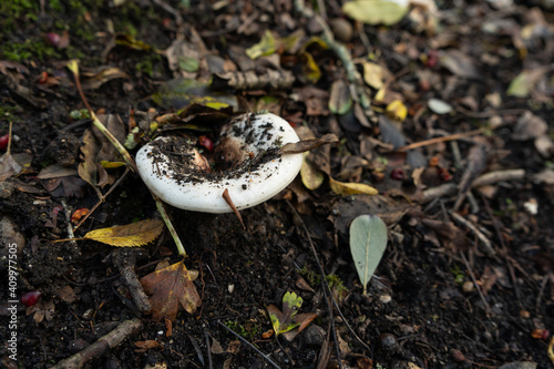Russulacece mushroom in woodland floor.