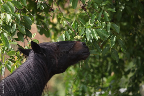 Pferd frisst Blätter am Walnuss Baum 