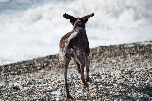 Brown shorthaired pointer walks on pebbly shore of sea on waves. Dog is a short haired hunting dog breed with drooping ears. Walk in fresh air with pet.
