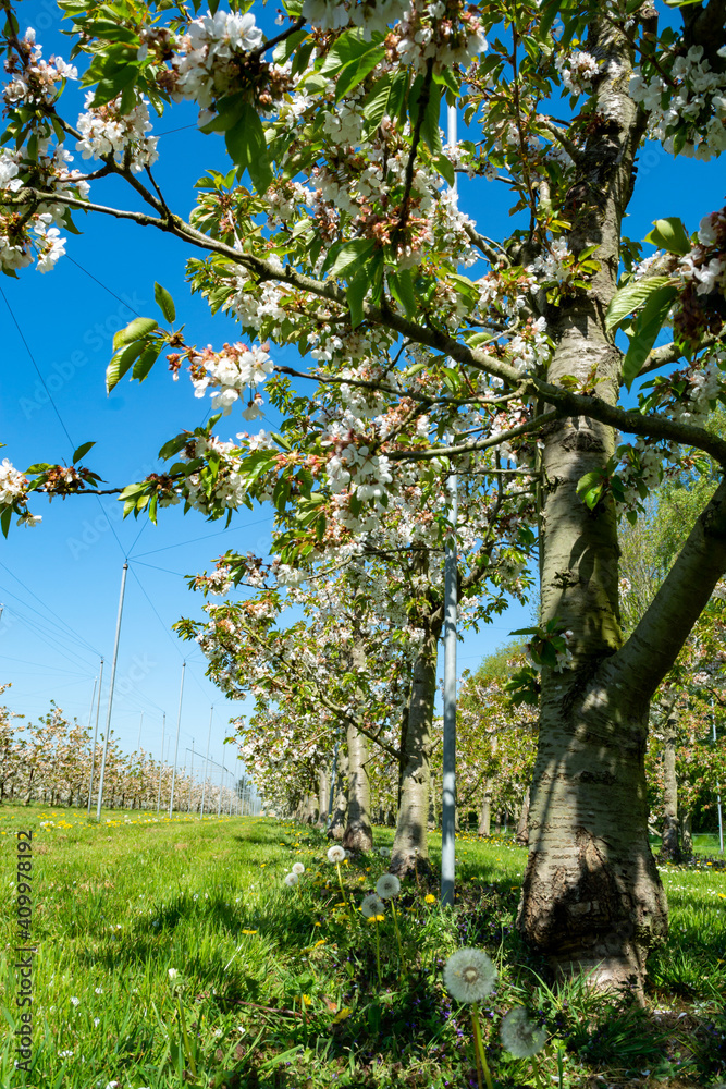 Fototapeta premium Rows with sour cherry kriek trees with white blossom in springtime in farm orchards, Betuwe, Netherlands