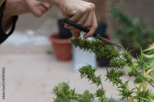 A woman cutting marijuana plants with black scissors on the terrace at home. photo