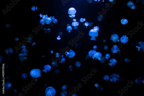 Many bioluminescent jellyfish illuminated by blue light floating in dark water deep in ocean