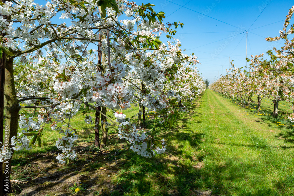 Rows with sour cherry kriek trees with white blossom in springtime in farm orchards, Betuwe, Netherlands