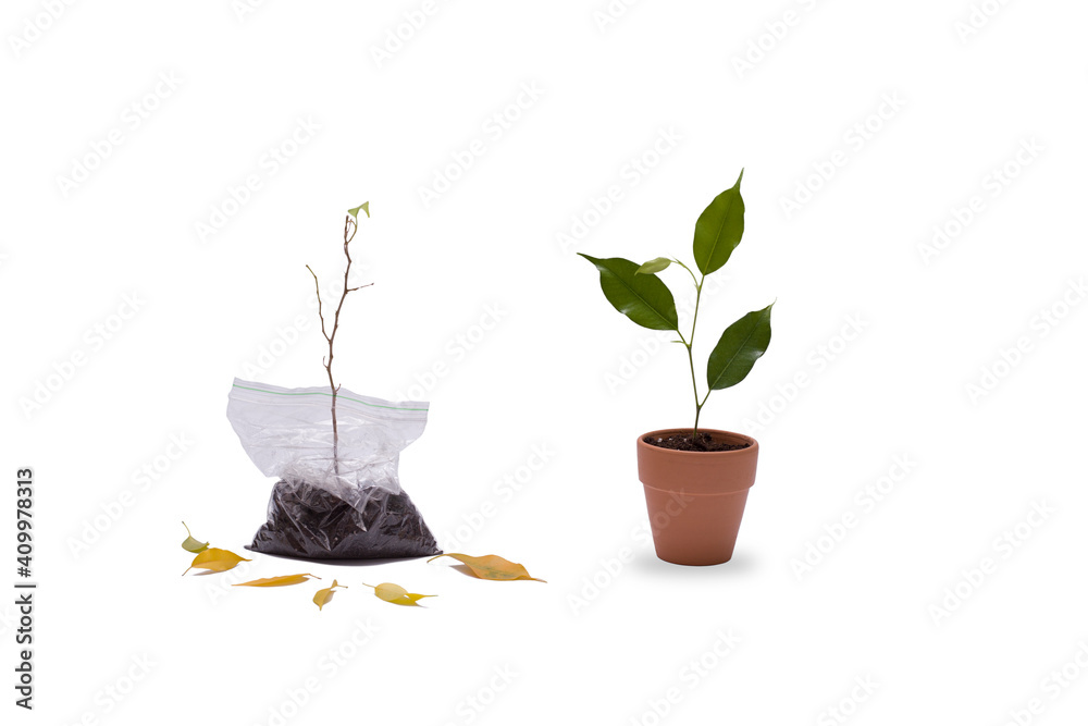 A dry plant in plastic and a green sprout in a clay pot. Environmental problems. A dry plant in plastic and a green sprout in a clay pot. Environmental problems.