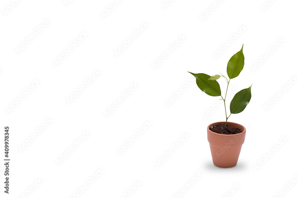 A green plant in a clay pot. A young sprout.