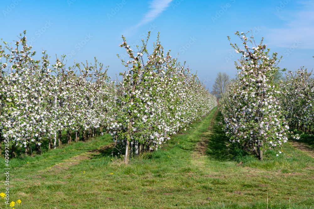 Rows with blossoming apple fruit trees in springtime in farm orchards, Betuwe, Netherlands Rows with blossoming apple fruit trees in springtime in farm orchards, Betuwe, Netherlands