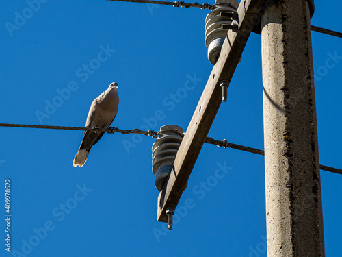 naturaleza entre cables, tecnologia y vida silvestre