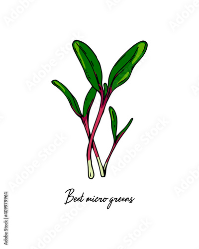 Hand drawn beet micro greens. Vector illustration in colored sketch style isolated on white background