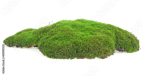 Canvas Print Green forest moss isolated on a white background