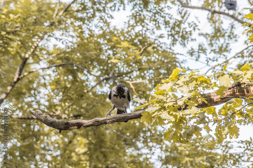 Hooded crow on the branches of a tree. Selective focus. Blurred background. Hooded crow on the branches of a tree. Selective focus. Blurred background.