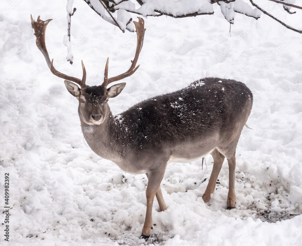 Fallow deers (Dama dama) trying to feed on grass below the thick snow layers in Lindenhof, Rapperswil-Jona, St. Gallen, Switzerland Fallow deers (Dama dama) trying to feed on grass below the thick snow layers in Lindenhof, Rapperswil-Jona, St. Gallen, Switzerland