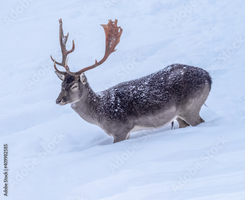 Fallow deers (Dama dama) trying to feed on grass below the thick snow layers in Lindenhof, Rapperswil-Jona, St. Gallen, Switzerland © Luis