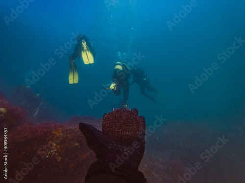 Unrecognizable diver hand holding marine wildlife while studying depth of ocean and vegetation at bottom of ocean