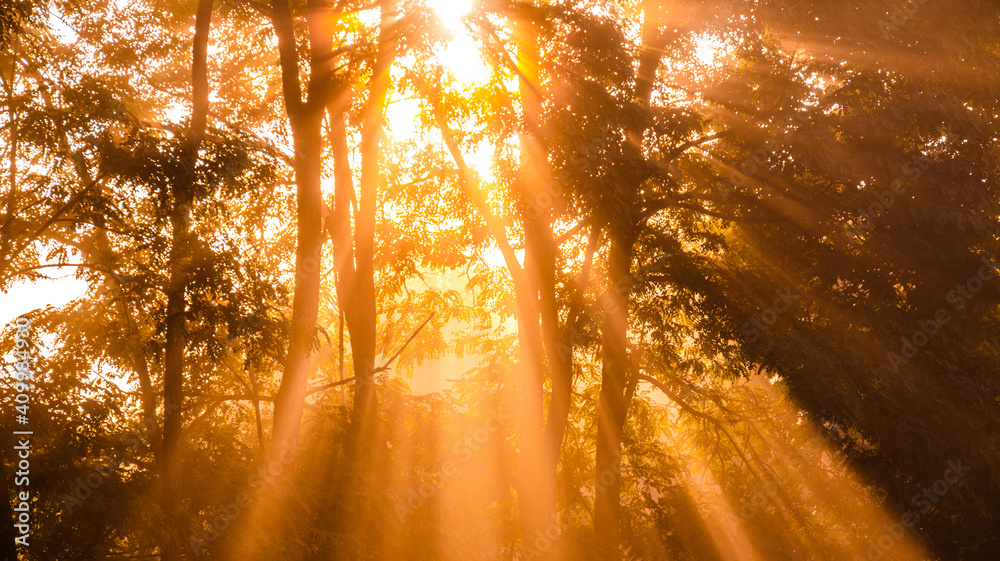 from-below-scenery-of-bright-sun-rays-penetrating-branches-of-tall