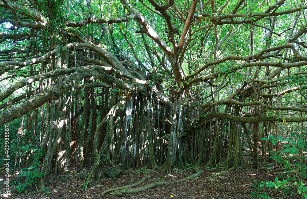 Giant Ficus citrifolia ,also known as the shortleaf fig, giant bearded fig or wild banyantree in Cap Chevalier, Martinique tropical island. Giant Ficus citrifolia ,also known as the shortleaf fig, giant bearded fig or wild banyantree in Cap Chevalier, Martinique tropical island.