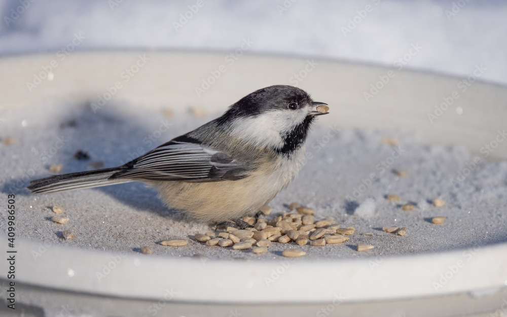 Obraz premium Black-capped Chickadee at the Feeder