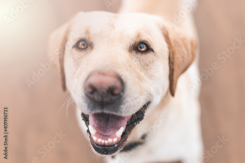Blondie Labrador dog smiling. Front View. Selective Focus. Animals Concept