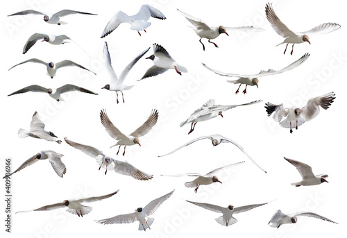 twenty three flying black-headed gulls on white