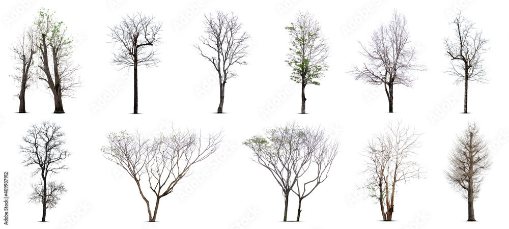 Collection of dead tree,dry tree, isolated on white background. - obrazy, fototapety, plakaty 