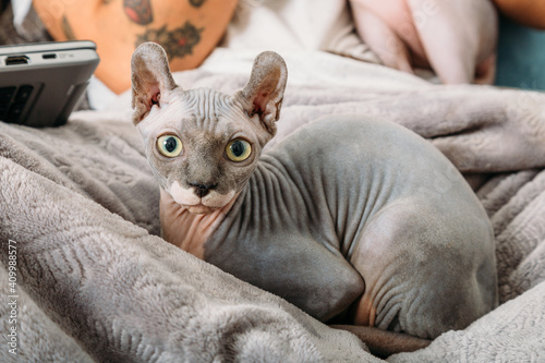 Adorable Sphynx cat lying on soft warm coverlet and looking at camera at home