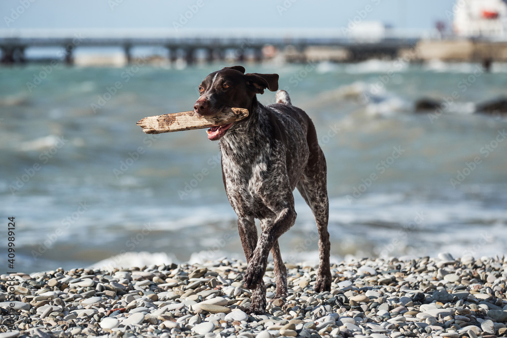 Active sports hunting dog runs along seashore and holds stick in its mouth. Kurzhaar plays with wand on beach, in nature.