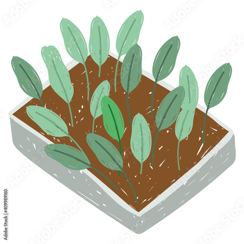 gardening plantation plants leaves growing