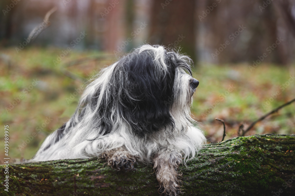 Tibetan terrier dog laying on a tree trunk in forest and is covered in mud, selective focus, copy space
Tibetan terrier dog laying on a tree trunk in forest and is covered in mud, selective focus, copy space