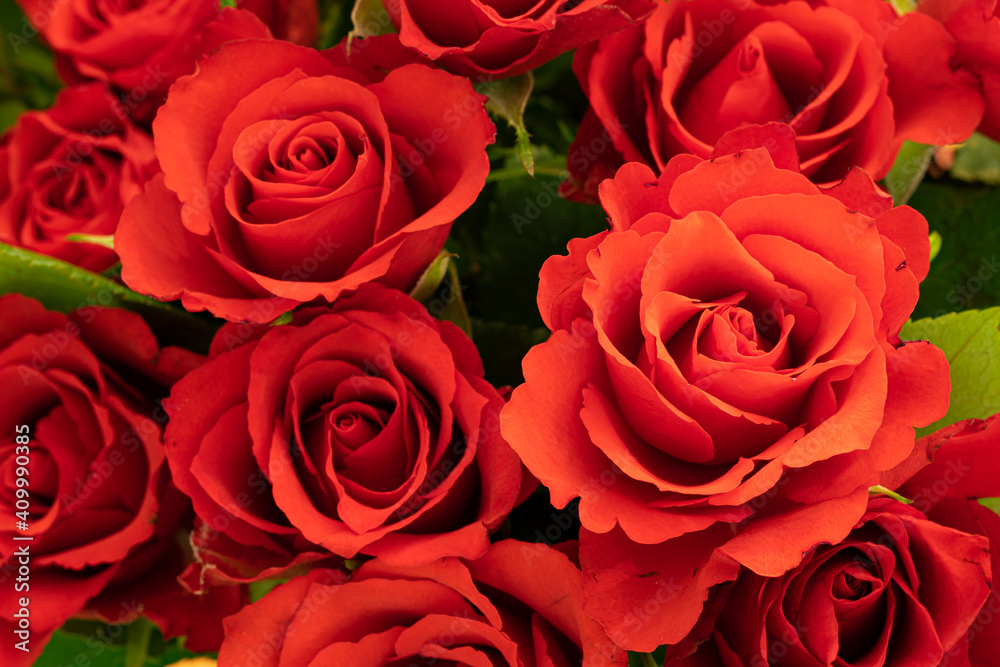 red rose flowers red rose flowers