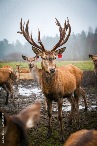 Young noble male deer with big horns among his herd © Anna Lurye