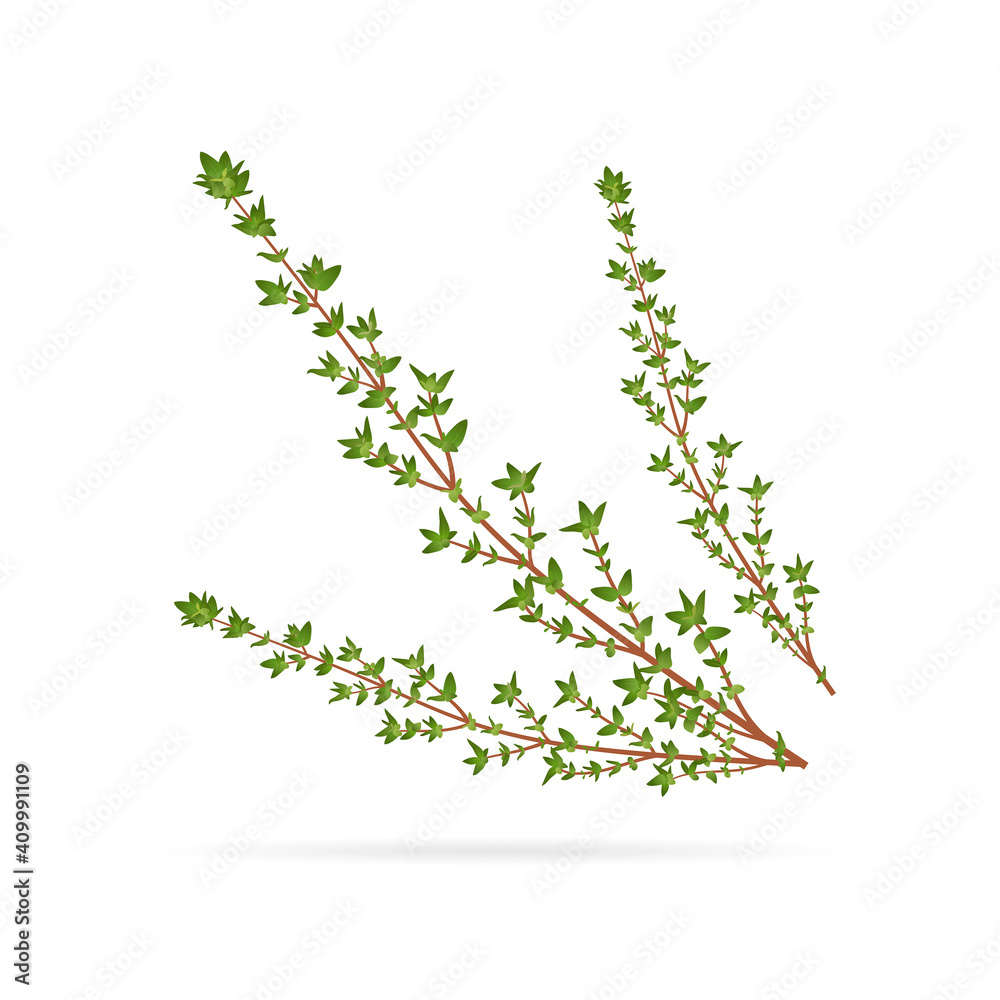 Fresh thyme, spice healing herb, close-up vector illustration isolated on white background Fresh thyme, spice healing herb, close-up vector illustration isolated on white background