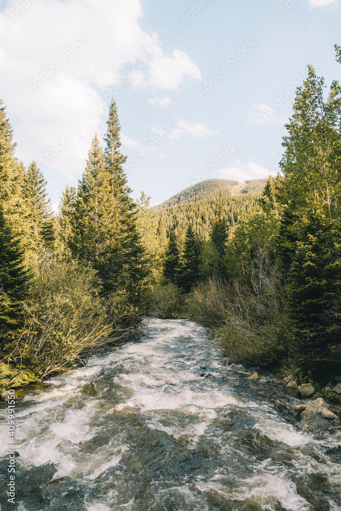 Green Lush Trees at Colorado Alpine Lake