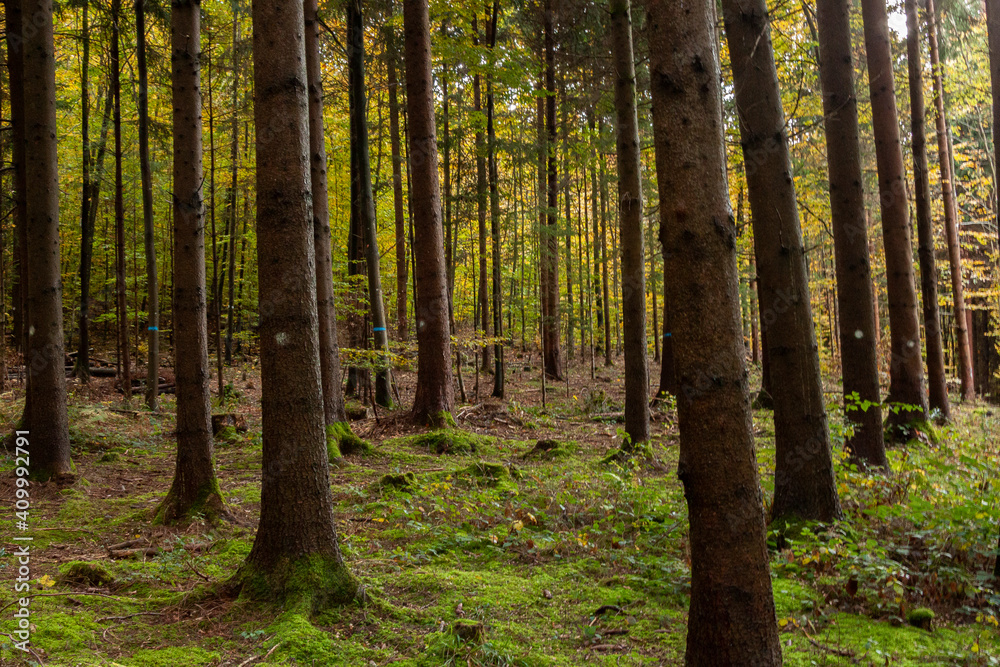 wald wald