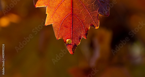 Vineyards in the autumn with red foliage. Winemaking. Macro photography of a leaf covered with dew. Selective focus.