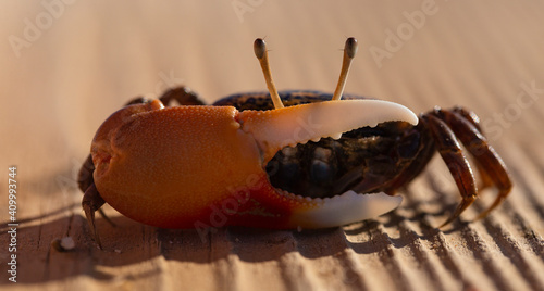 Gelasimus vocans is a species of fiddler crab. Fauna of the Red Sea. photo