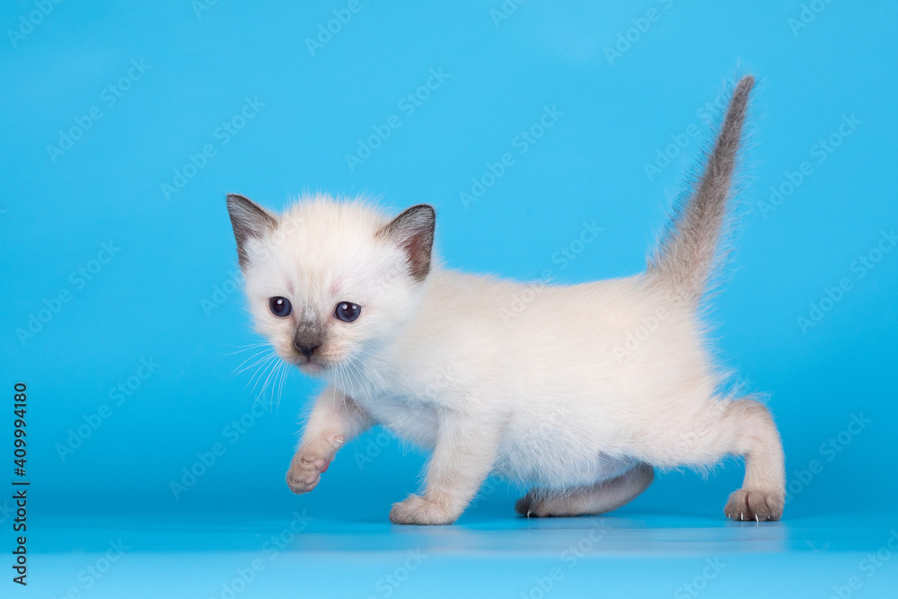 A cute little kitten walks on a blue background
