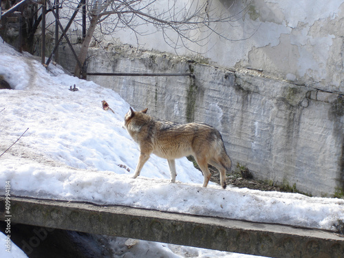 Gray wolf on a winter day. Wild animal