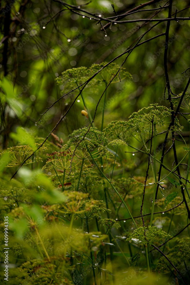 Fototapeta premium morning in the woods