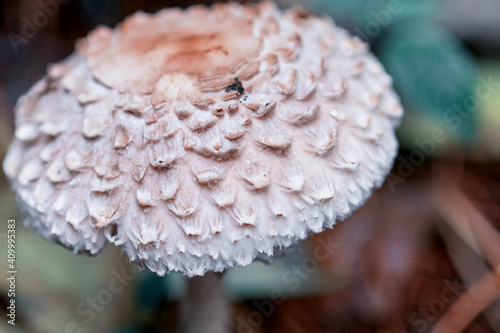 Umbrella mushroom Leucoagaricus nympharum in a pine forest