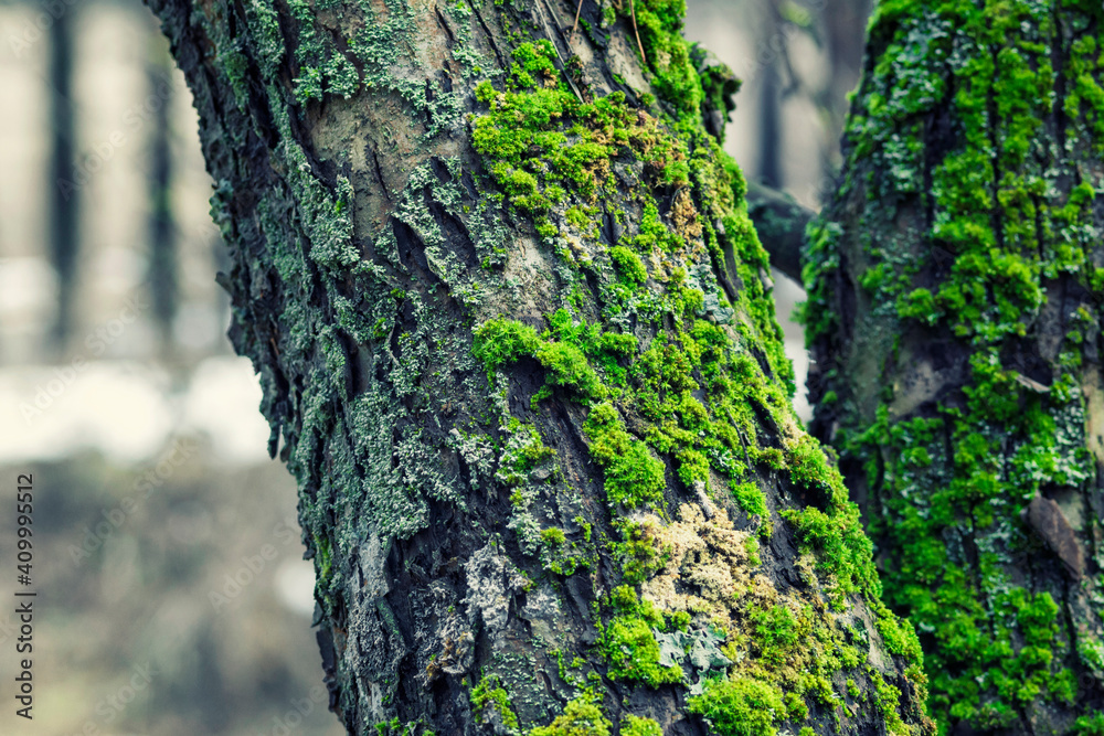 Tree trunk in the forest, covered with moss and lichen Tree trunk in the forest, covered with moss and lichen