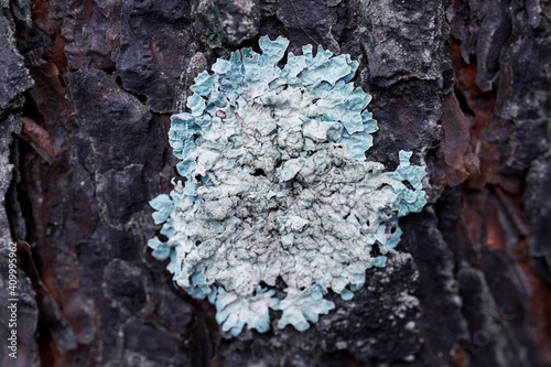 Lichen Flavoparmelia caperata on pine bark photo