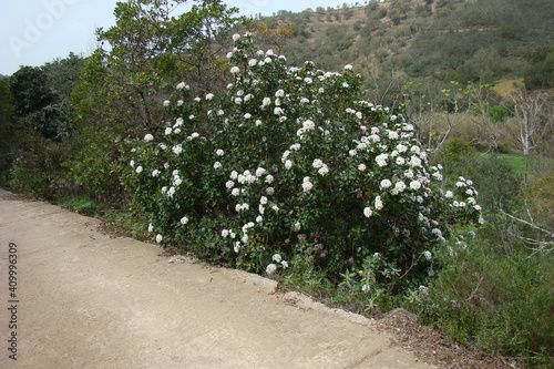 Laurustinus Viburnum  Viburnum tinus 