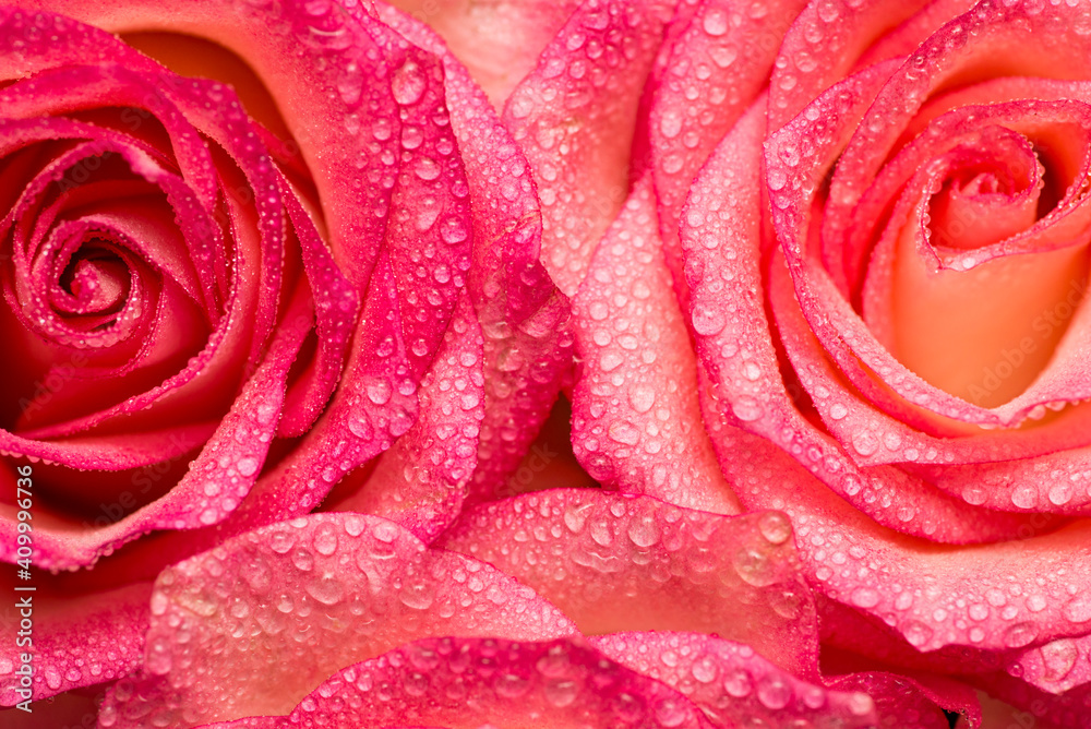 Pink roses flower with water drops. Water drops on roses. Flower background Pink roses flower with water drops. Water drops on roses. Flower background