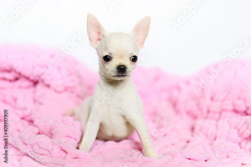A funny white Chihuahua dog sits on a pink blanket.