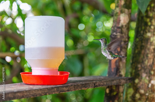 Andean Emerald (Amazilia franciae) at hummingbird drinker, Mindo, Ecuador. Focus on hummingbird. photo
