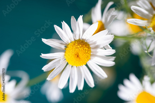 soft focus  macro photo  chamomile on a blue background