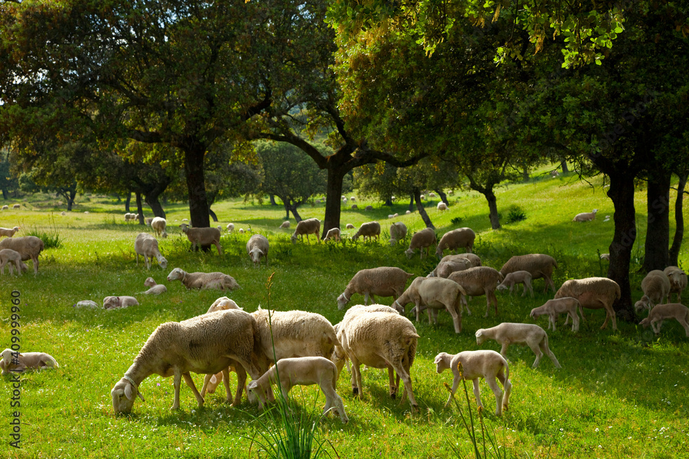 Ovejas en la Dehesa, Parque Natural Sierra de Andújar, Jaen, Andalucía, España Ovejas en la Dehesa, Parque Natural Sierra de Andújar, Jaen, Andalucía, España