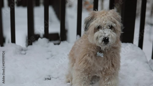 A soft Coated Wheaten Terrier dog playing in the snow in winters. photo