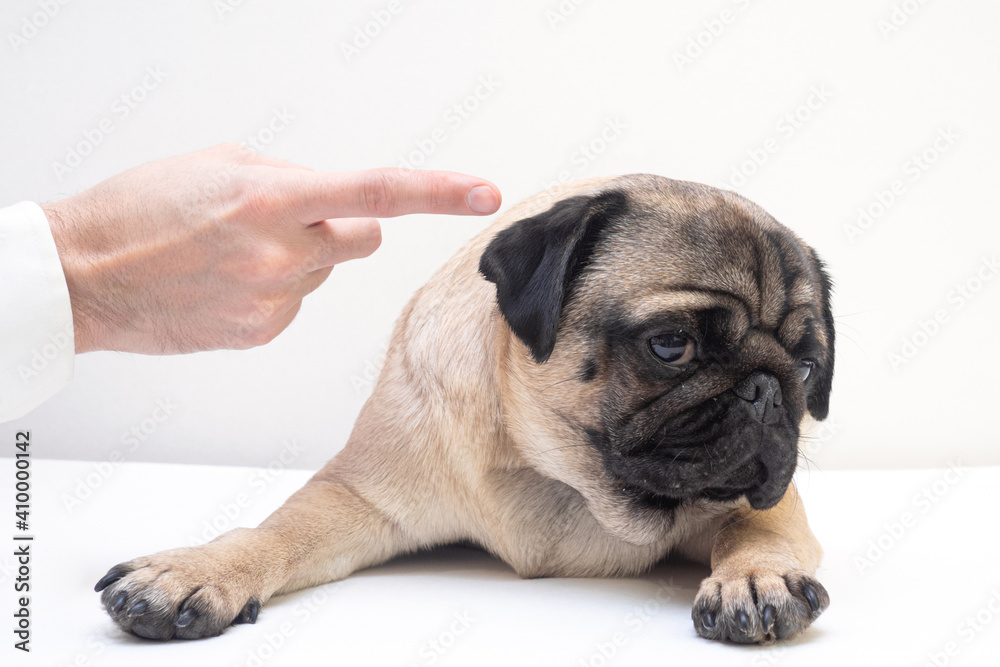 Close up angry man hand wagging a finger and scolding her pug dog, punish a dog