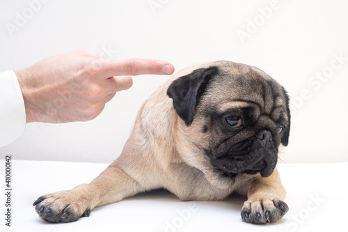 Close up angry man hand wagging a finger and scolding her pug dog, punish a dog