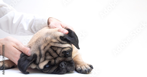 Pug dog lay on white background has massage for ears. the dog enjoys and sleeps while the owner or veterinarian massages the ears